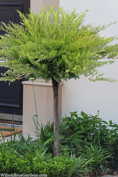 Calgary Carpet Juniper Tree (Single Trunk Topiary) - 3 Gallon Pot 5 Calgary Carpet Juniper Tree (Single Trunk Topiary) - 3 Gallon Pot - Image 5