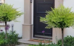 Calgary Carpet Juniper Tree (Single Trunk Topiary) - 3 Gallon Pot 9 Calgary Carpet Juniper Tree (Single Trunk Topiary) - 3 Gallon Pot -Garden Plants juniperus sabina calgary carpet single trunk topiary tree 11