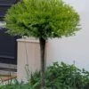 Calgary Carpet Juniper Tree (Single Trunk Topiary) - 3 Gallon Pot