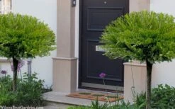 Calgary Carpet Juniper Tree (Single Trunk Topiary) - 3 Gallon Pot 11 Calgary Carpet Juniper Tree (Single Trunk Topiary) - 3 Gallon Pot -Garden Plants juniperus sabina calgary carpet single trunk topiary tree 23