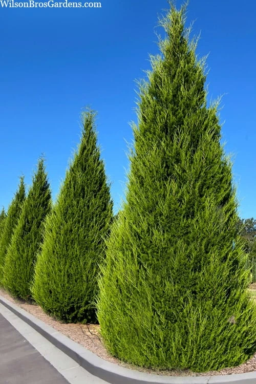 Brodie Eastern Red Cedar - 7 Gallon Pot (4-5') 1 Brodie Eastern Red Cedar - 7 Gallon Pot (4-5')