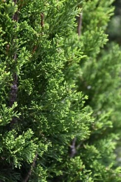 Brodie Eastern Red Cedar - 7 Gallon Pot (4-5') 8 Brodie Eastern Red Cedar - 7 Gallon Pot (4-5') -Garden Plants juniperus virginiana brodie eastern red cedar 3 1