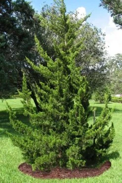 Canaertii Juniper (Red Cedar) - 7 Gallon Pot (4-5') -Garden Plants juniperus virginiana canaertii eatern red cedar 2 2