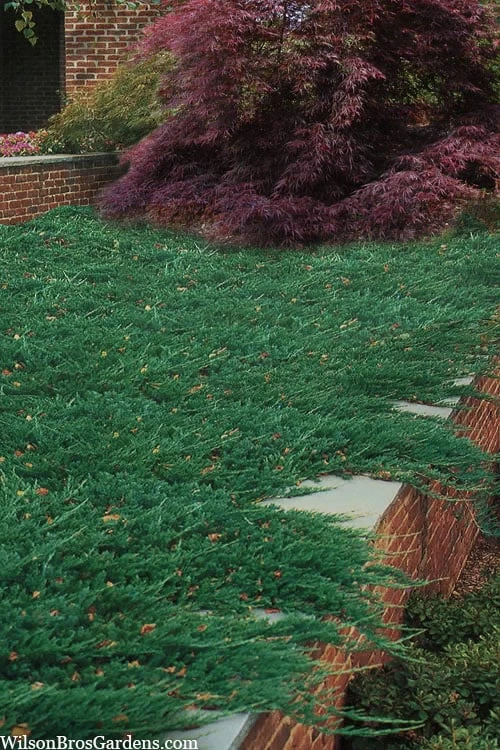 Blue Rug Juniper - 6-Pack Of 1 Gallon Pots 1 Blue Rug Juniper - 6-Pack Of 1 Gallon Pots