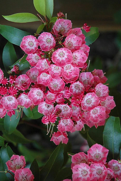 Pink Charm Mountain Laurel (Kalmia Latifolia) - 3 Gallon Pot 5 Pink Charm Mountain Laurel (Kalmia Latifolia) - 3 Gallon Pot - Image 5