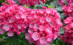 Pink Charm Mountain Laurel (Kalmia Latifolia) - 3 Gallon Pot 8 Pink Charm Mountain Laurel (Kalmia Latifolia) - 3 Gallon Pot -Garden Plants kalmia latifolia pink charm mountain laurel 4