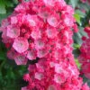 Pink Charm Mountain Laurel (Kalmia Latifolia) - 3 Gallon Pot