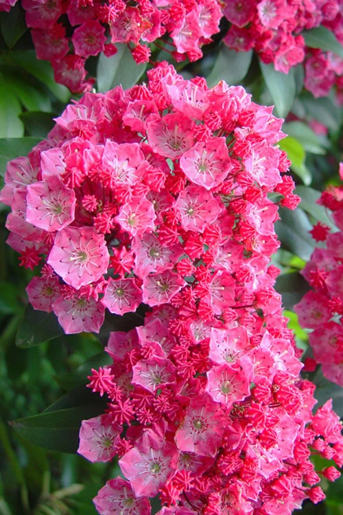 Pink Charm Mountain Laurel (Kalmia Latifolia) - 3 Gallon Pot 1 Pink Charm Mountain Laurel (Kalmia Latifolia) - 3 Gallon Pot