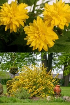 Japanese Marigold Bush - Kerria Japonica 'Pleniflora' - 3 Gallon Pot 12 Japanese Marigold Bush - Kerria Japonica 'Pleniflora' - 3 Gallon Pot -Garden Plants kerria japonica plenaflora japanese rose 2 1 2