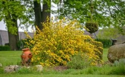 Japanese Marigold Bush (Kerria Japonica 'Pleniflora') - 5 Pack Of Quart Pots -Garden Plants kerria japonica plenaflora japanese rose 3