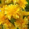 Japanese Marigold Bush - Kerria Japonica 'Pleniflora' - 3 Gallon Pot