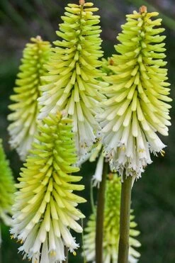Lady Luck Kniphofia (Red Hot Poker) - 1 Gallon Pot -Garden Plants kniphofia lady luck 2 500x750 1