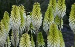 Lady Luck Kniphofia (Red Hot Poker) - 1 Gallon Pot -Garden Plants kniphofia lady luck 800x500 1