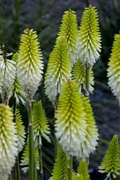 Lady Luck Kniphofia (Red Hot Poker) - 1 Gallon Pot -Garden Plants kniphofia lady luck red hot poker 2