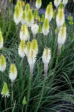 Lady Luck Kniphofia (Red Hot Poker) - 1 Gallon Pot -Garden Plants kniphofia lady luck red hot poker 3
