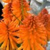 Poco Orange Red Hot Poker (Kniphofia) - 1 Gallon Pot