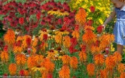 Poco Orange Red Hot Poker (Kniphofia) - 1 Gallon Pot 9 Poco Orange Red Hot Poker (Kniphofia) - 1 Gallon Pot -Garden Plants kniphofia poco orange red hot poker 7
