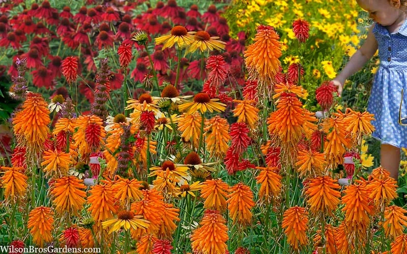Poco Orange Red Hot Poker (Kniphofia) - 1 Gallon Pot 5 Poco Orange Red Hot Poker (Kniphofia) - 1 Gallon Pot - Image 5