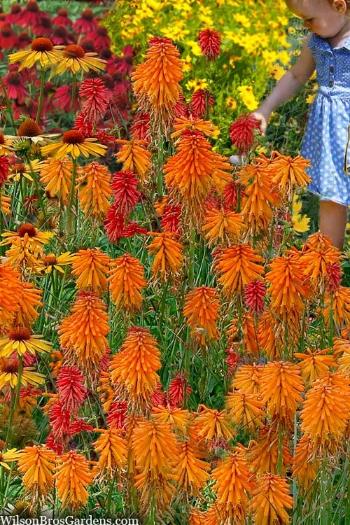 Poco Orange Red Hot Poker (Kniphofia) - 1 Gallon Pot 4 Poco Orange Red Hot Poker (Kniphofia) - 1 Gallon Pot - Image 4