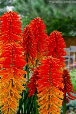 Poco Sunset Red Hot Poker (Kniphofia) - 1 Gallon Pot -Garden Plants knophofia poco sunset red hot poker 1