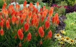 Poco Sunset Red Hot Poker (Kniphofia) - 1 Gallon Pot -Garden Plants knophofia poco sunset red hot poker 2