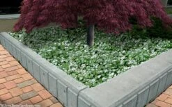 White Nancy Lamium - 5 Pack Of Pint Pots -Garden Plants lamium maculatam white nancy spotted dead nettle 105