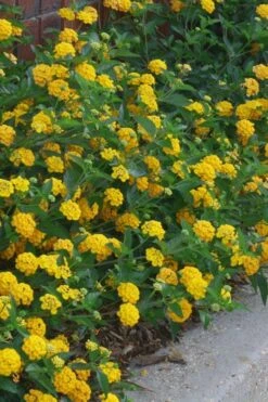 New Gold Hardy Lantana - 5 Pack Of Pint Pots -Garden Plants lantana new gold 10