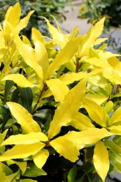 Sicilian Sunshine Sweet Bay Laurel (Laurus Nobilis) - 1 Gallon Pot -Garden Plants laurus nobilis sicilian sunshine sweet bay laurel 2