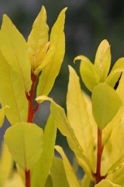 Sicilian Sunshine Sweet Bay Laurel (Laurus Nobilis) - 1 Gallon Pot -Garden Plants laurus nobilis sicilian sunshine sweet bay laurel 5