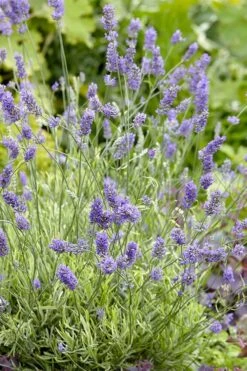 Platinum Blonde English Lavender Plant - 1 Gallon Pot -Garden Plants lavandula angustifolia momparler platinum blonde lavender 2