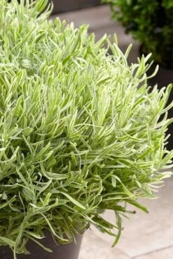 Platinum Blonde English Lavender Plant - 1 Gallon Pot -Garden Plants lavandula angustifolia momparler platinum blonde lavender 5
