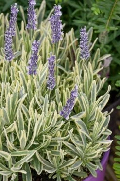 Platinum Blonde English Lavender Plant - 1 Gallon Pot