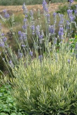 Platinum Blonde English Lavender Plant - 1 Gallon Pot -Garden Plants lavandula angustifolia momparler platinum blonde lavender 7