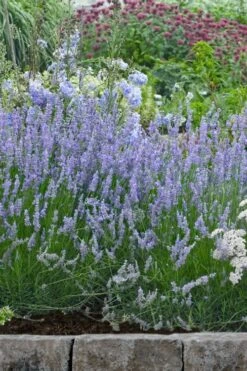 Provence French Lavender - 5 Pack Of Quart Pots -Garden Plants lavandula20intermedia provencer french lavender 106