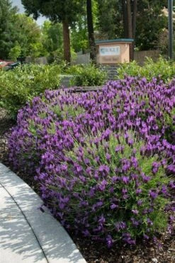 Otto Quast Spanish Lavender - 1 Gallon Pot 9 Otto Quast Spanish Lavender - 1 Gallon Pot -Garden Plants lavender otto quast 23