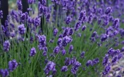 Sweet Romance English Lavender Plant - 1 Gallon Pot -Garden Plants lavendula angustifolia sweet romance lavender 3