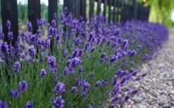 Sweet Romance English Lavender Plant - 1 Gallon Pot -Garden Plants lavendula angustifolia sweet romance lavender 4