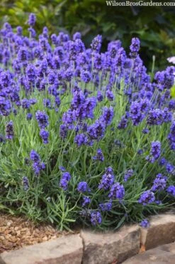 Sweet Romance English Lavender Plant - 1 Gallon Pot -Garden Plants lavendula angustifolia sweet romance lavender 6