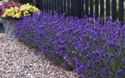 Sweet Romance English Lavender Plant - 1 Gallon Pot -Garden Plants lavendula angustifolia sweet romance lavender 8