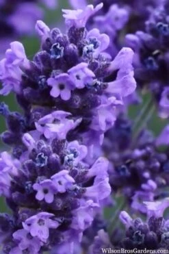 Sweet Romance English Lavender Plant - 1 Gallon Pot -Garden Plants lavendula angustifolia sweet romance lavender 9