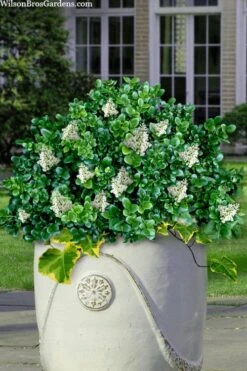 Little Moon Ligustrum - 1 Gallon Pot