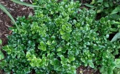 Little Moon Ligustrum - 1 Gallon Pot -Garden Plants ligustrum little moon privet 2