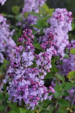 Scentara Double Blue Lilac - 3 Gallon Pot -Garden Plants lilac scentara double blue 1