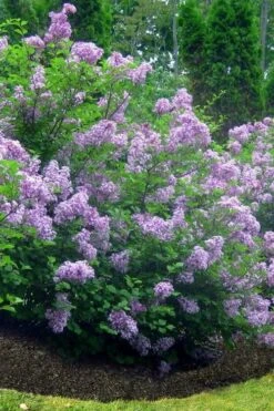 Scentara Double Blue Lilac - 3 Gallon Pot -Garden Plants lilac scentara double blue 4