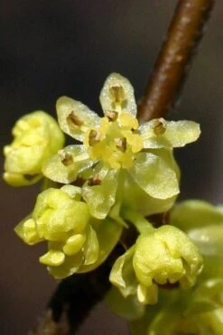 Spicebush (Lindera Benzoin) - 3 Gallon Pot -Garden Plants lindera benzoin yellow spicebush 1