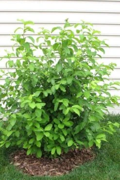 Spicebush (Lindera Benzoin) - 3 Gallon Pot -Garden Plants lindera benzoin yellow spicebush 11