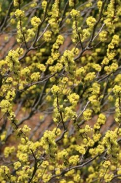 Spicebush (Lindera Benzoin) - 3 Gallon Pot -Garden Plants lindera benzoin yellow spicebush 22