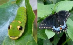 Spicebush (Lindera Benzoin) - 3 Gallon Pot -Garden Plants lindera benzoin yellow spicebush 23