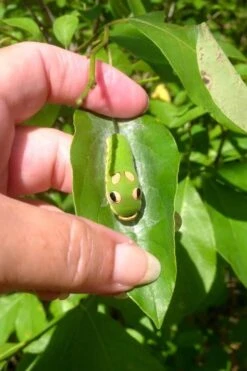 Spicebush (Lindera Benzoin) - 3 Gallon Pot -Garden Plants lindera benzoin yellow spicebush 7