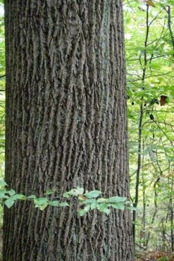 Tulip Poplar Tree - 1 Gallon Pot 20 Tulip Poplar Tree - 1 Gallon Pot -Garden Plants liriodendron tulipifera yellow tulip poplar flower 11